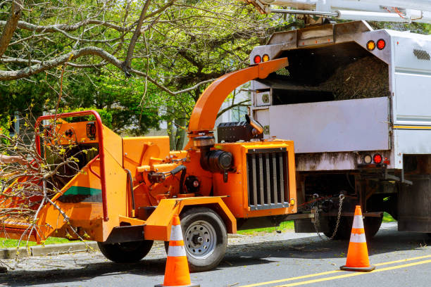 How Our Tree Care Process Works  in  Cottonport, LA